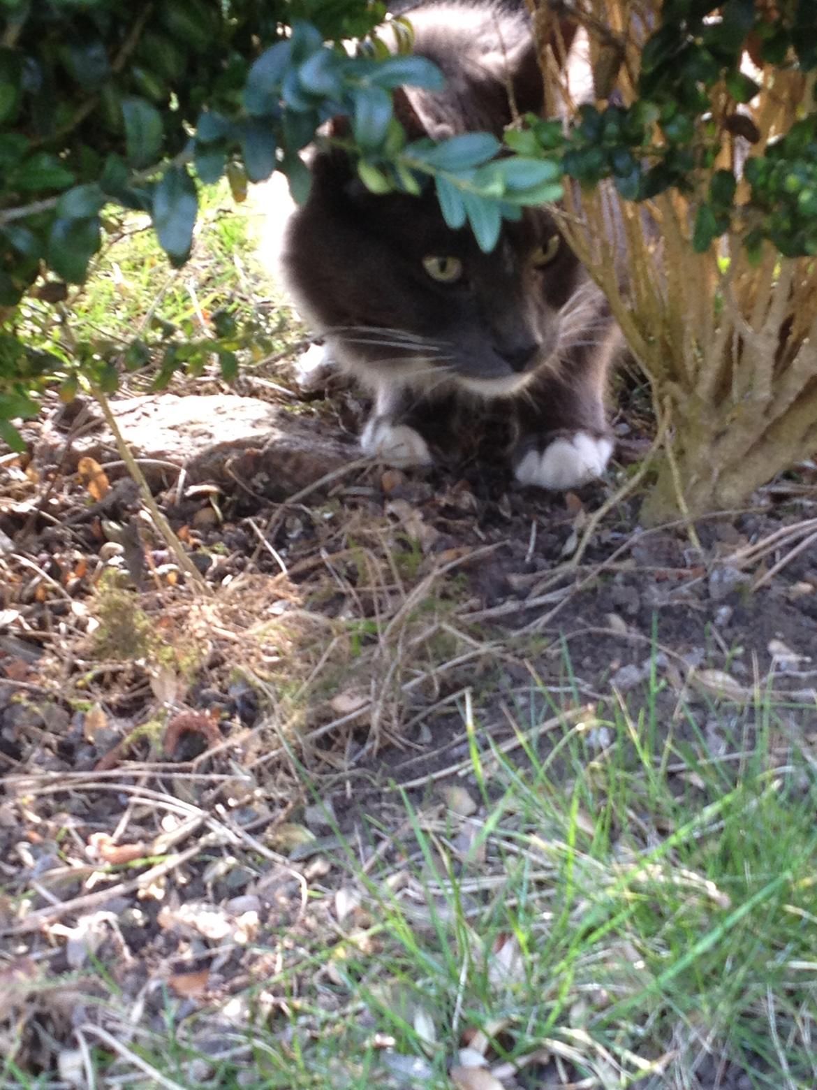 Blanding af racer Kenobe - Nå der er du mus!!! billede 5