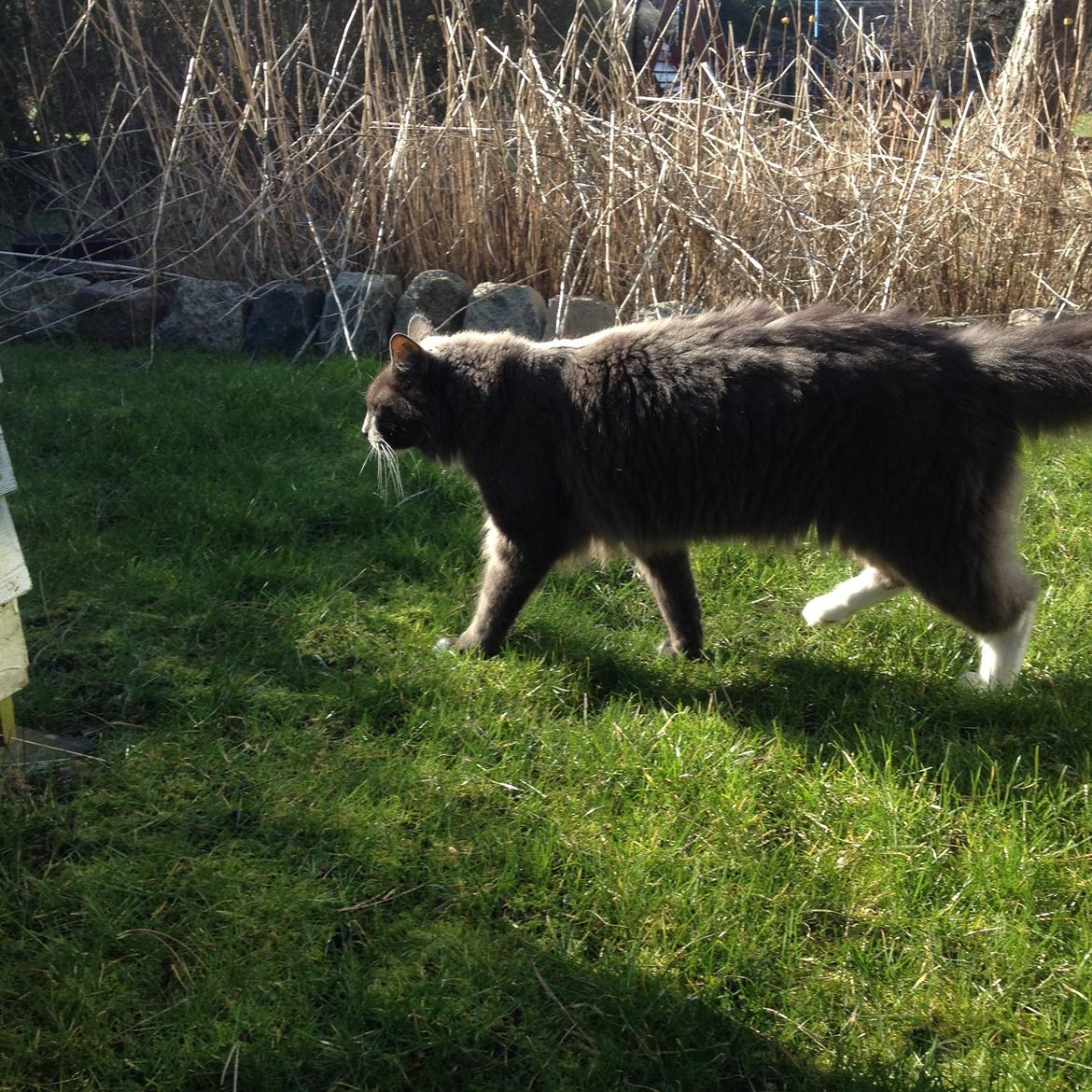 Blanding af racer Kenobe - Vi sætter lige farten op billede 8