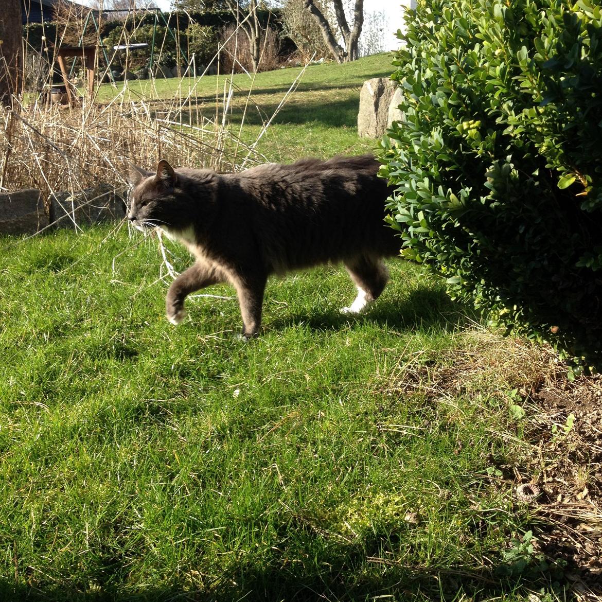 Blanding af racer Kenobe - En såret due det er min lykkedag billede 7