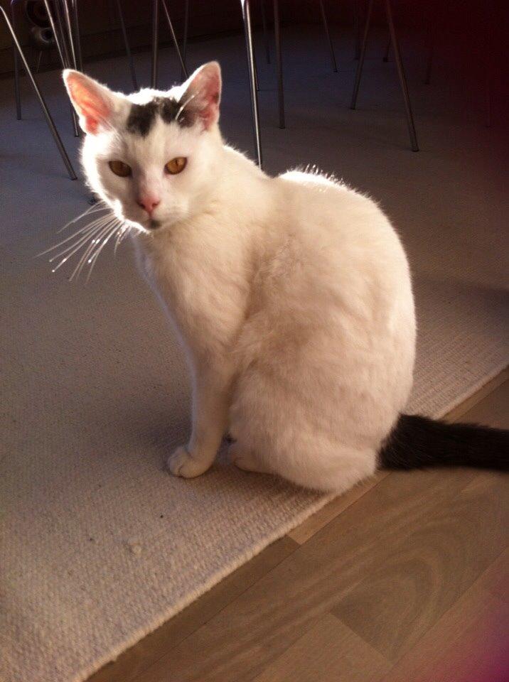 Huskat Smilla billede 1