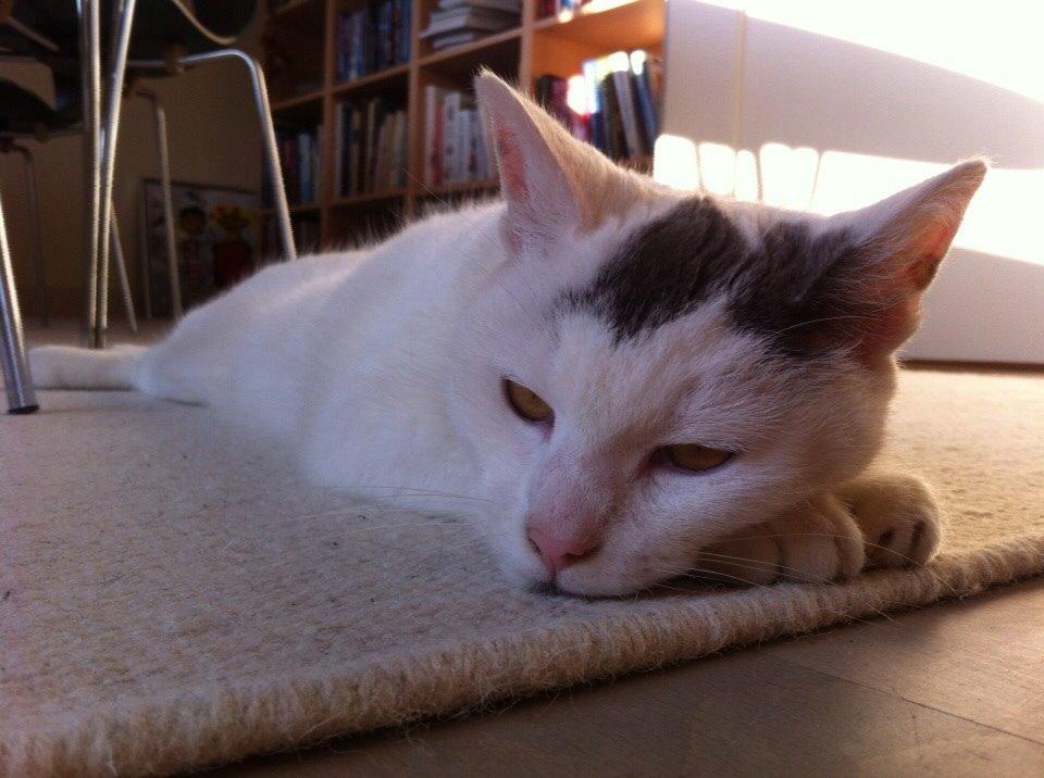 Huskat Smilla billede 2