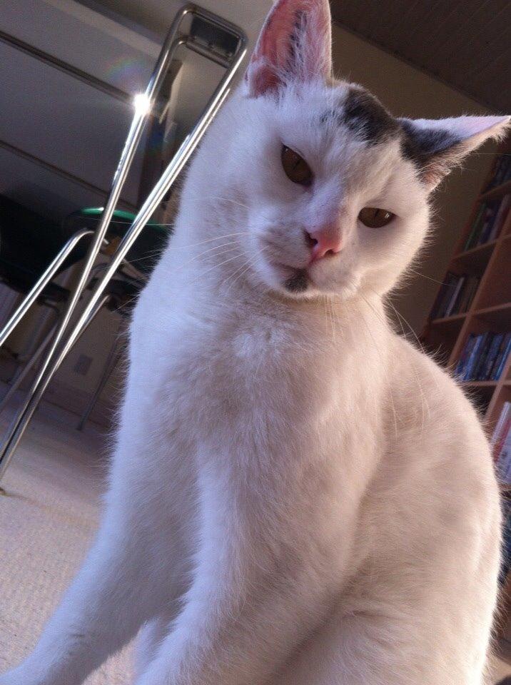 Huskat Smilla billede 3