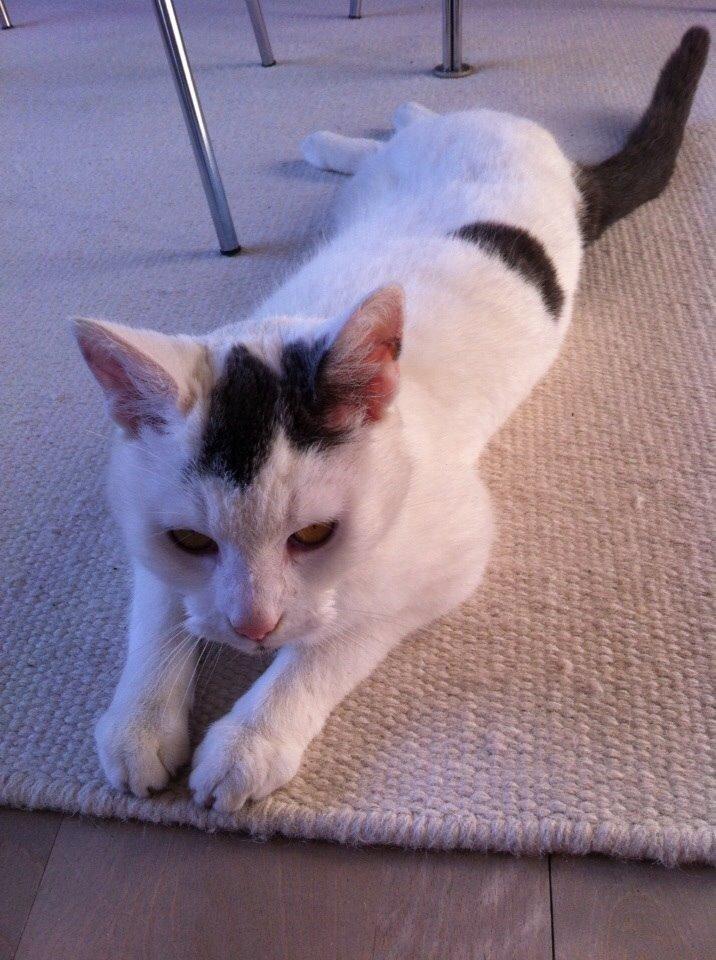 Huskat Smilla billede 4