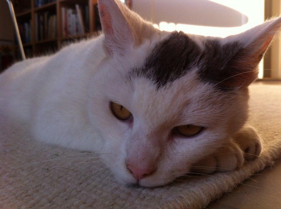 Huskat Smilla billede 5