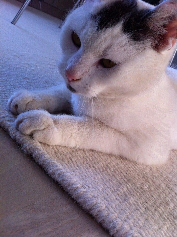 Huskat Smilla billede 6