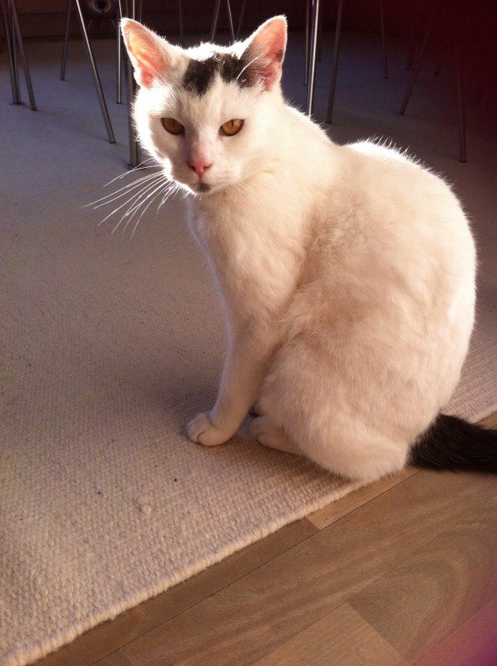 Huskat Smilla billede 7