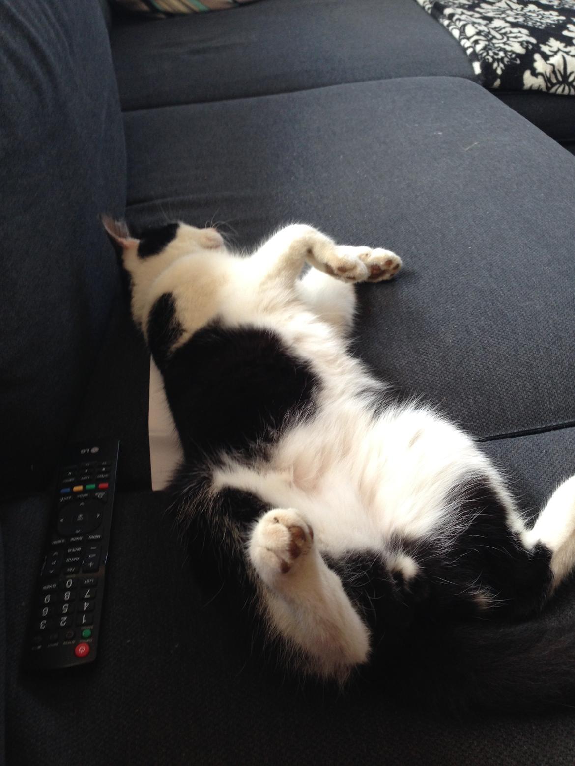 Huskat Husky billede 1