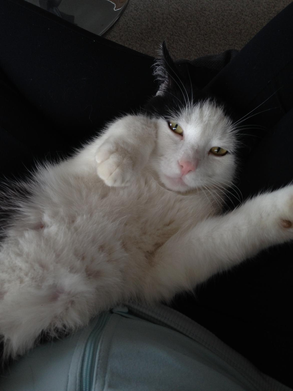 Huskat Husky billede 3