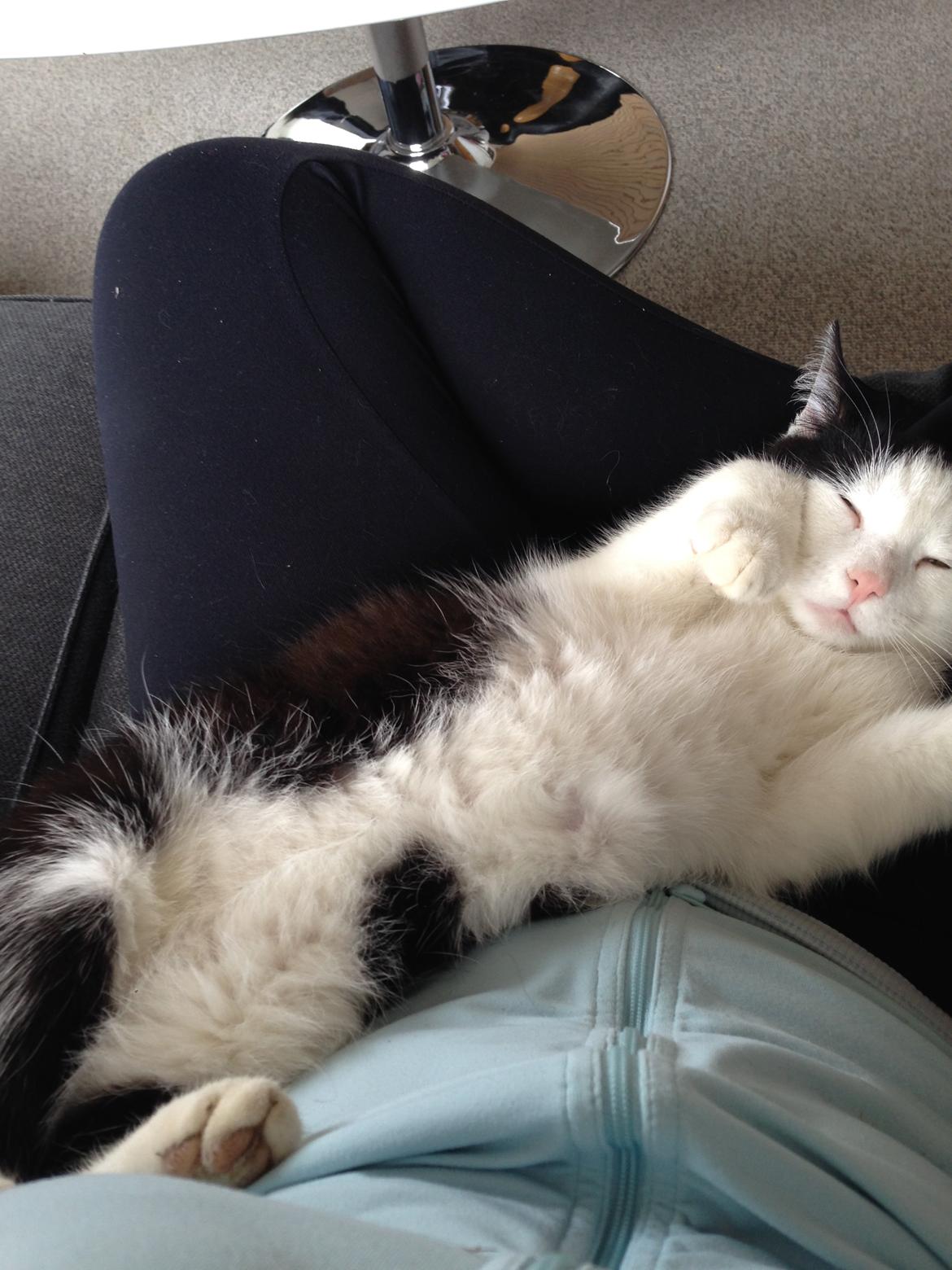 Huskat Husky billede 4