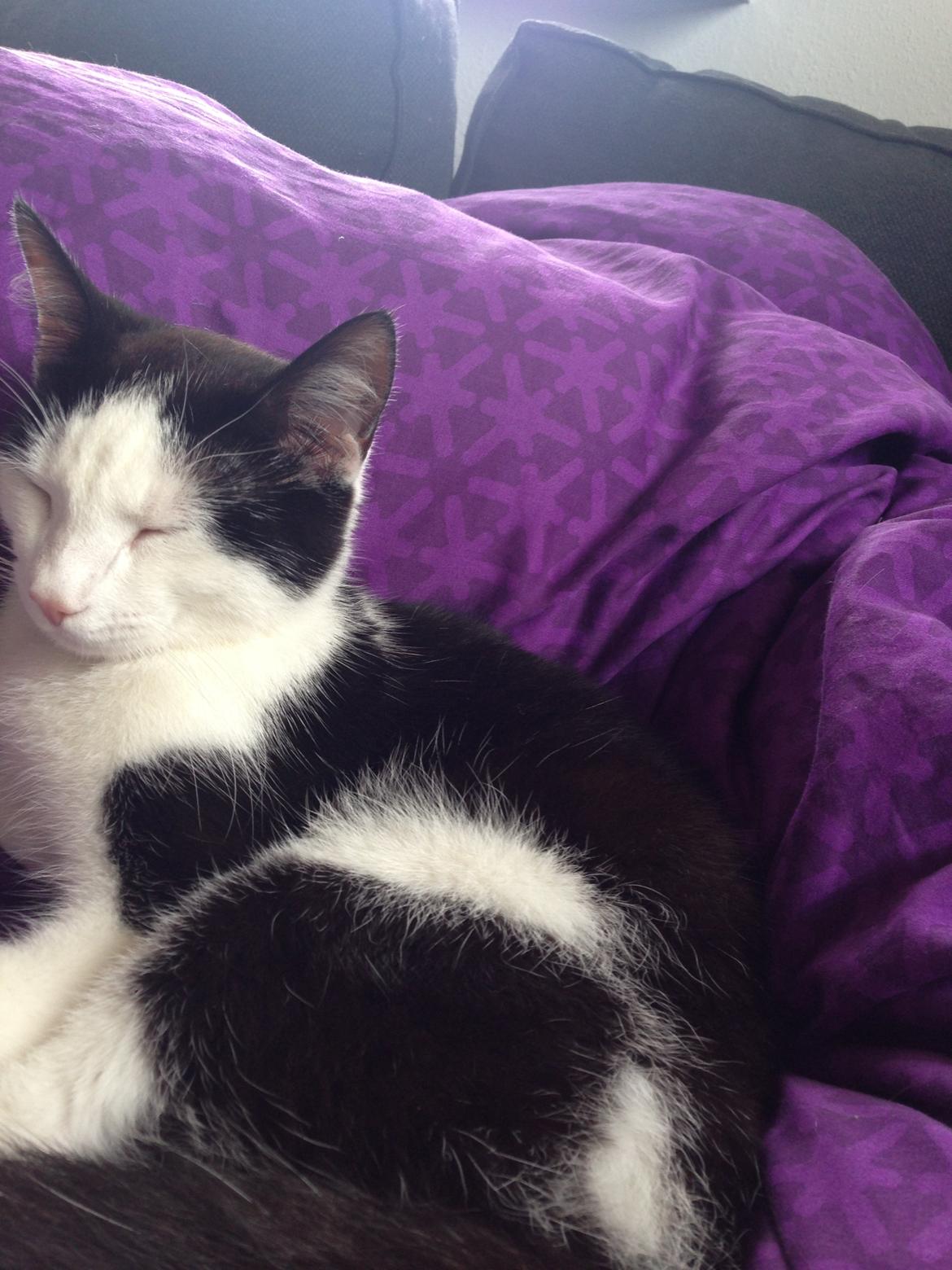 Huskat Husky billede 5