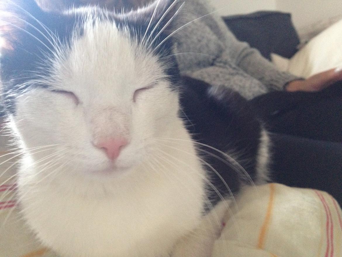 Huskat Husky billede 6