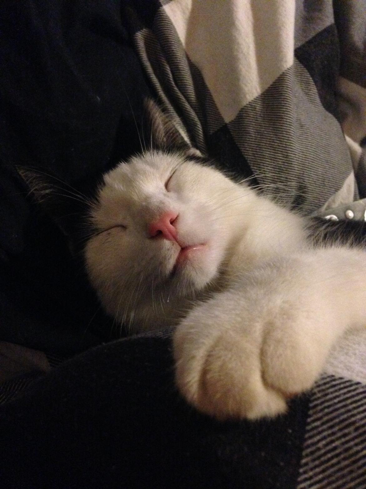 Huskat Husky billede 7