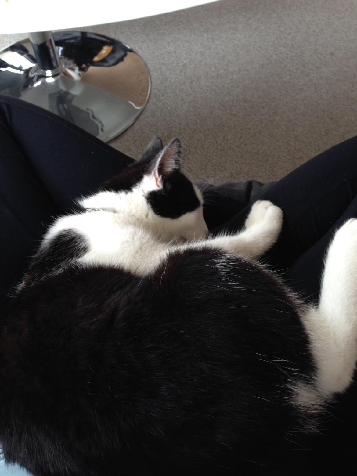 Huskat Husky billede 2