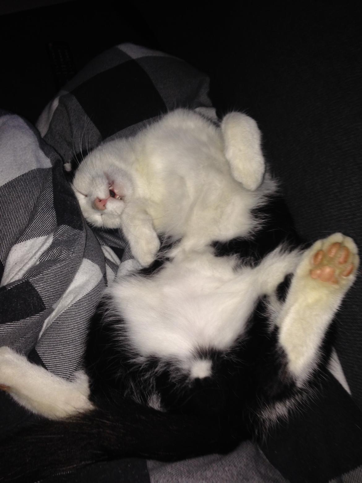 Huskat Husky billede 9