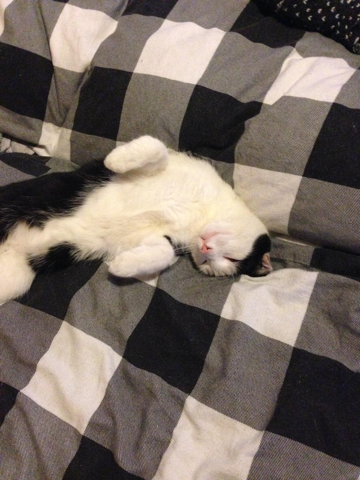 Huskat Husky billede 10