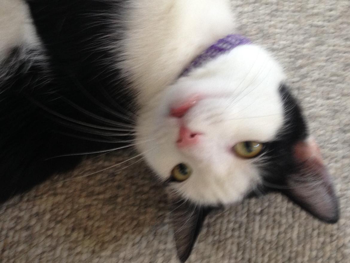 Huskat Husky billede 11