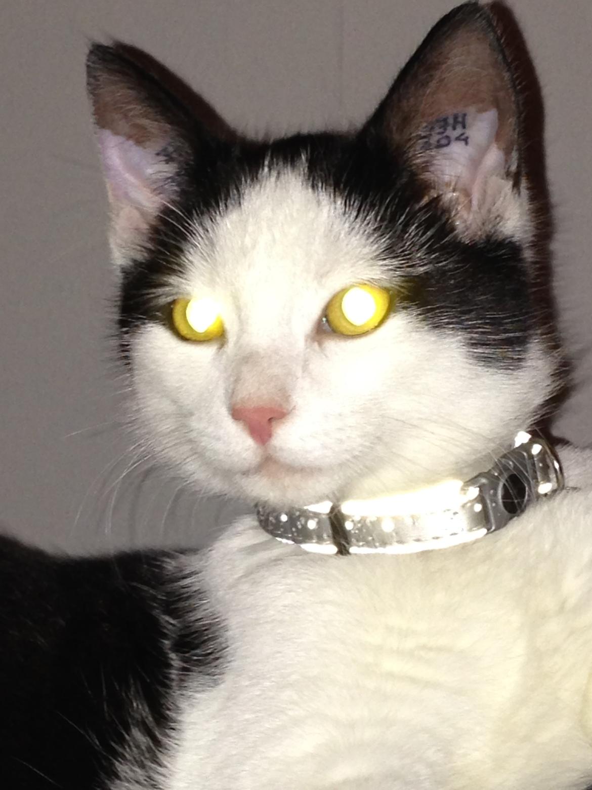 Huskat Husky billede 12