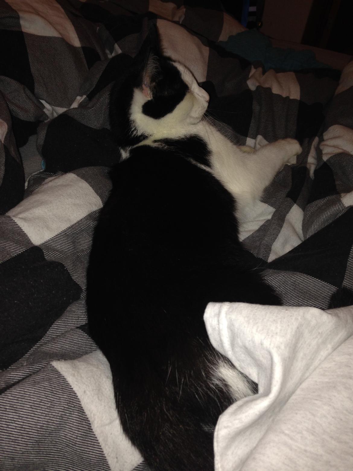 Huskat Husky billede 8