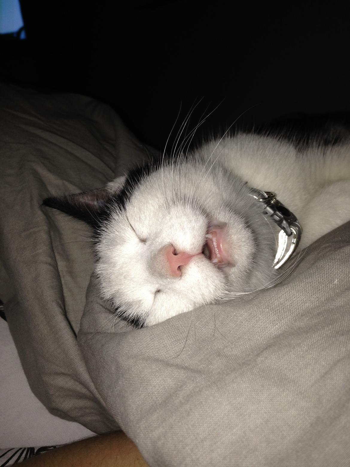 Huskat Husky billede 14