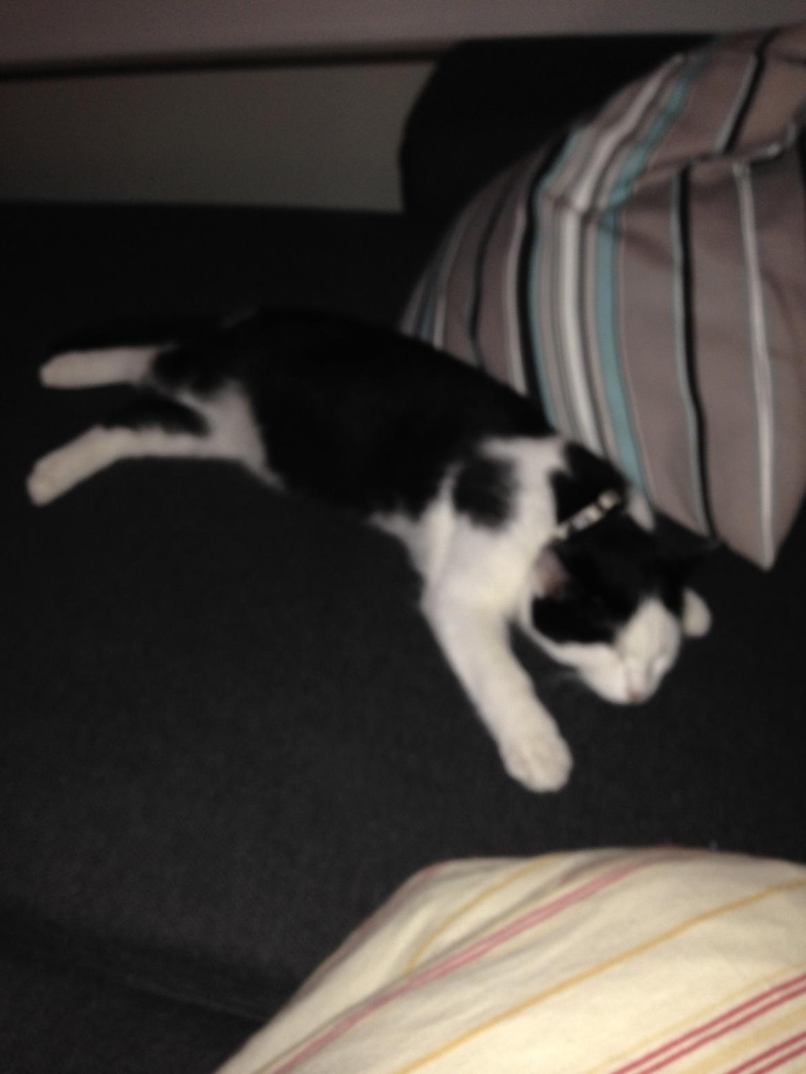 Huskat Husky billede 15