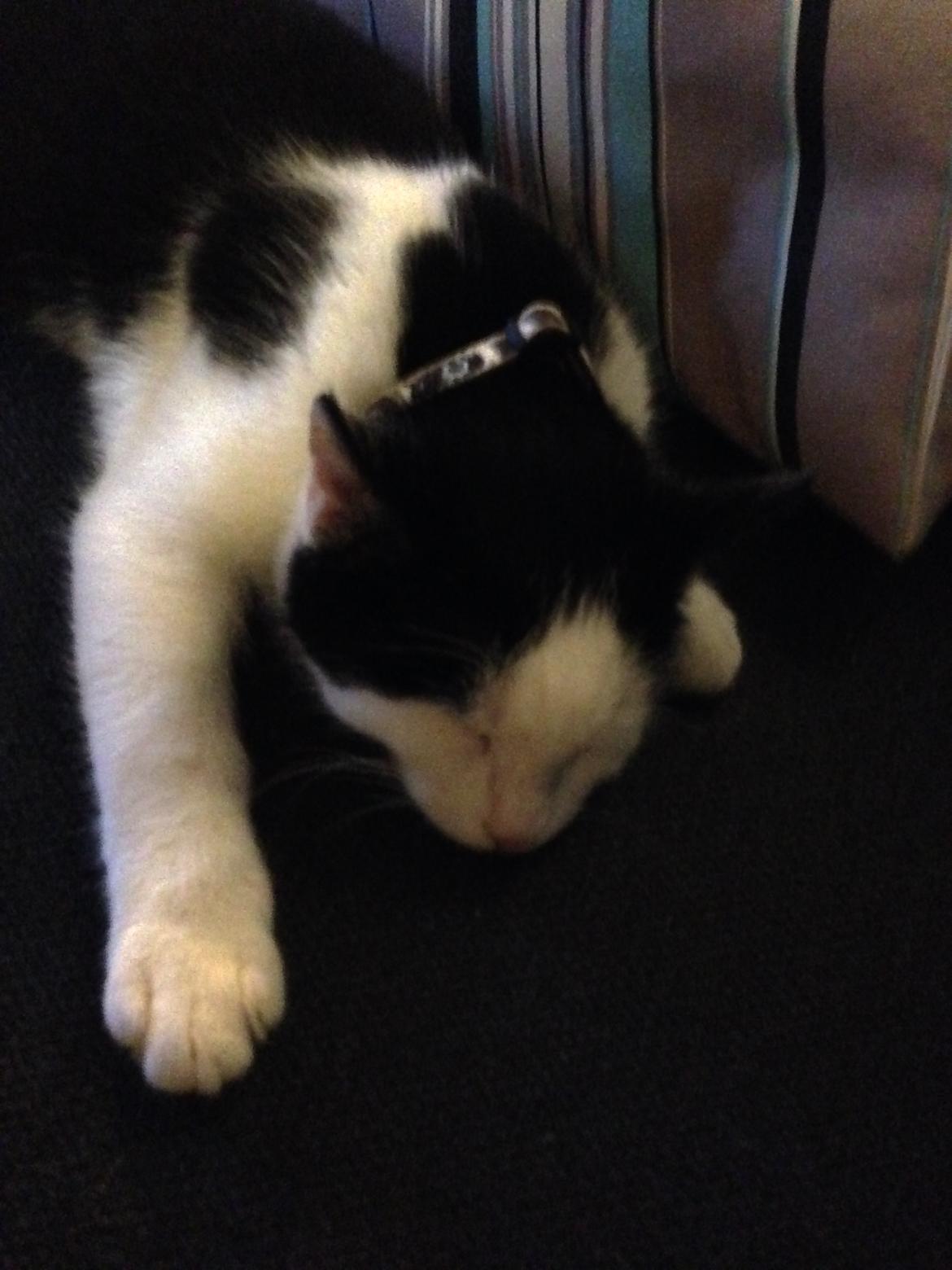 Huskat Husky billede 16