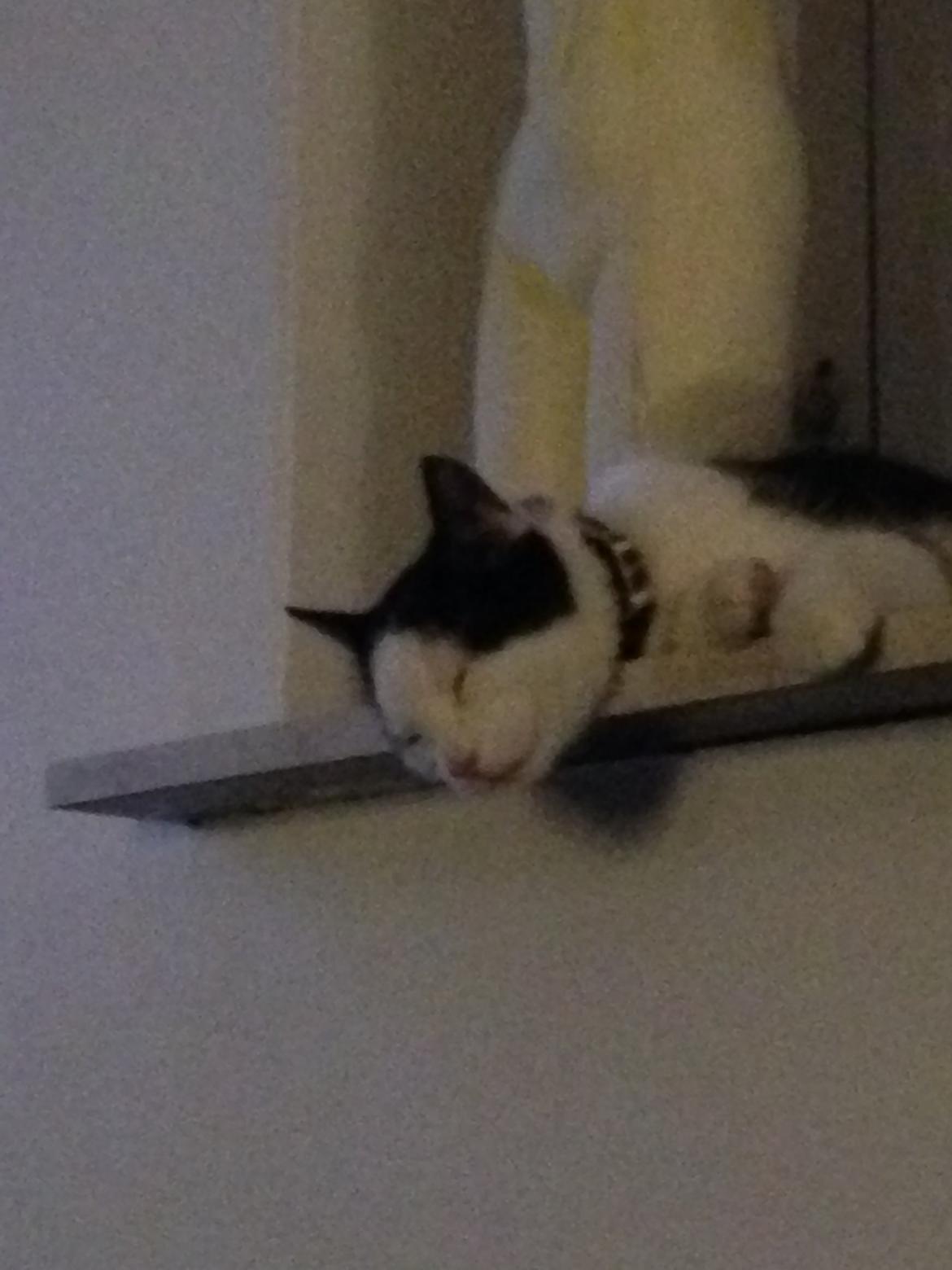 Huskat Husky billede 17