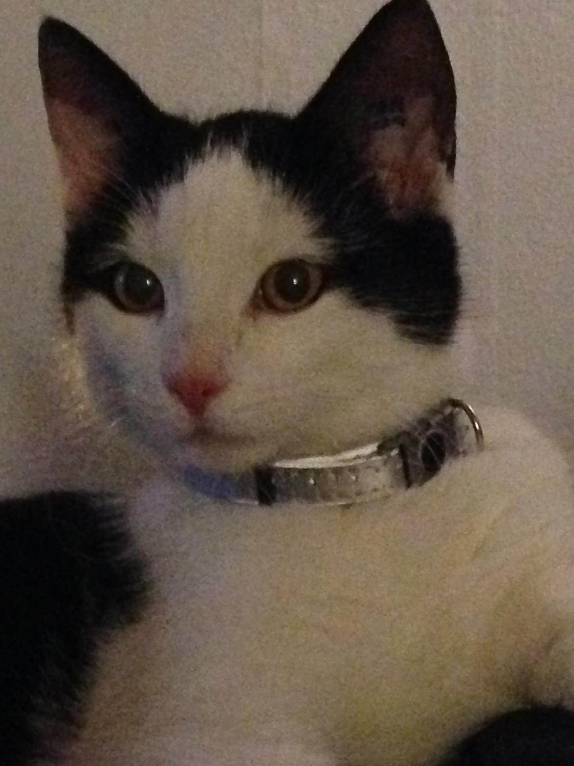 Huskat Husky billede 13