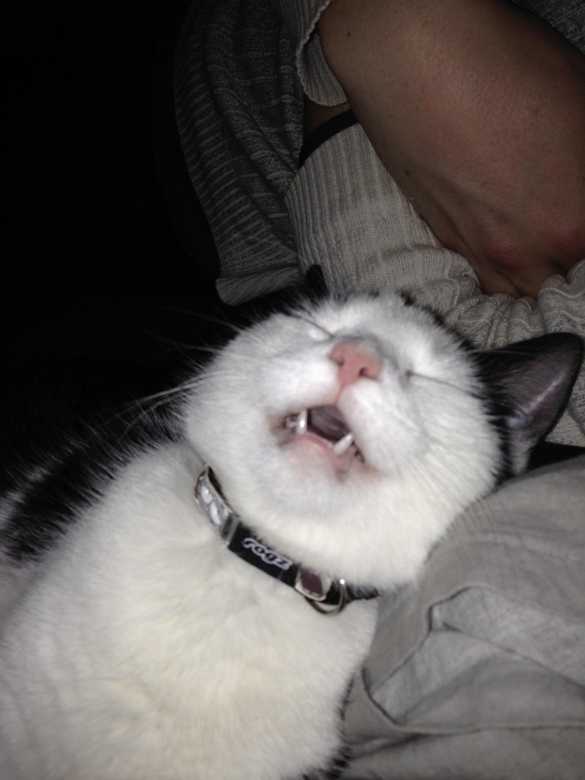 Huskat Husky billede 19