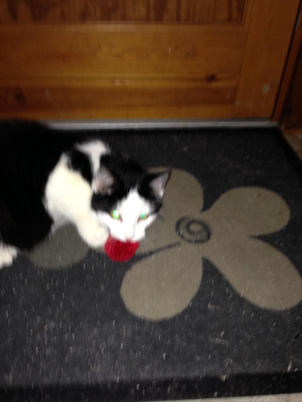 Huskat Husky billede 20