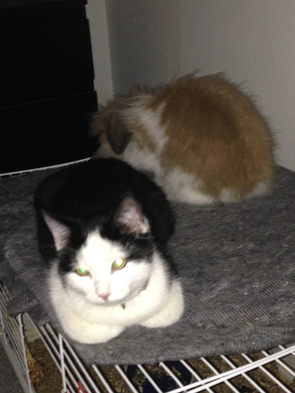 Huskat Husky billede 21