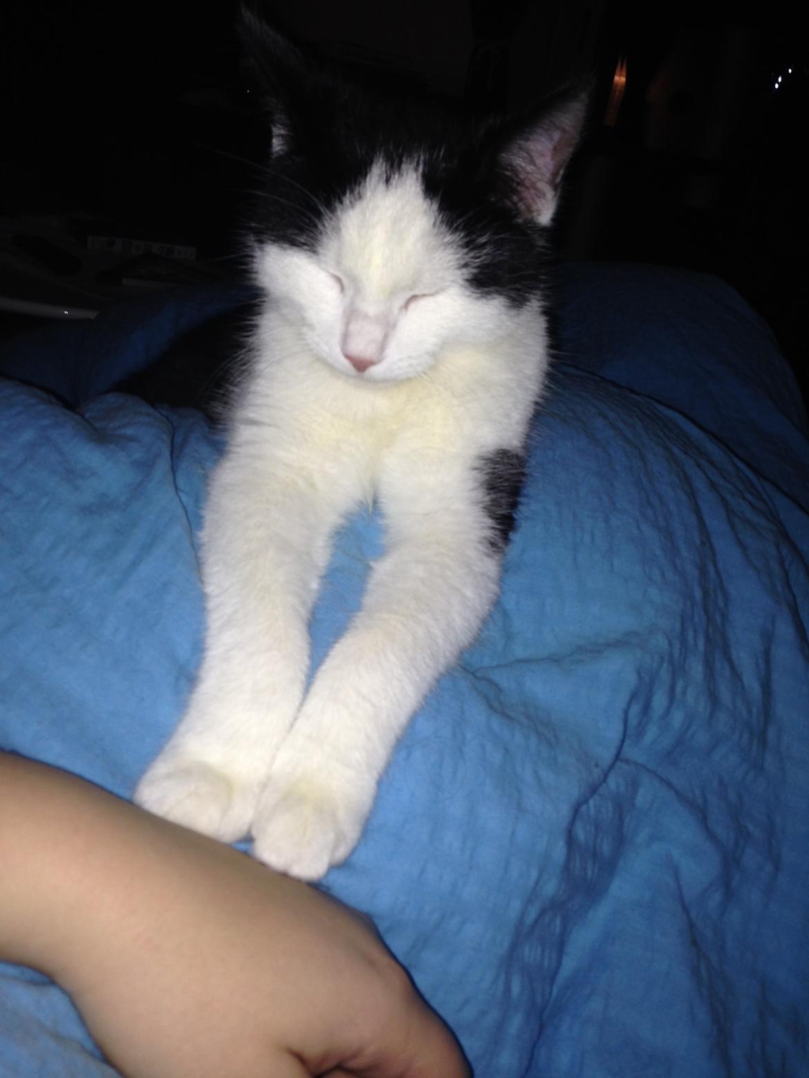 Huskat Husky billede 22