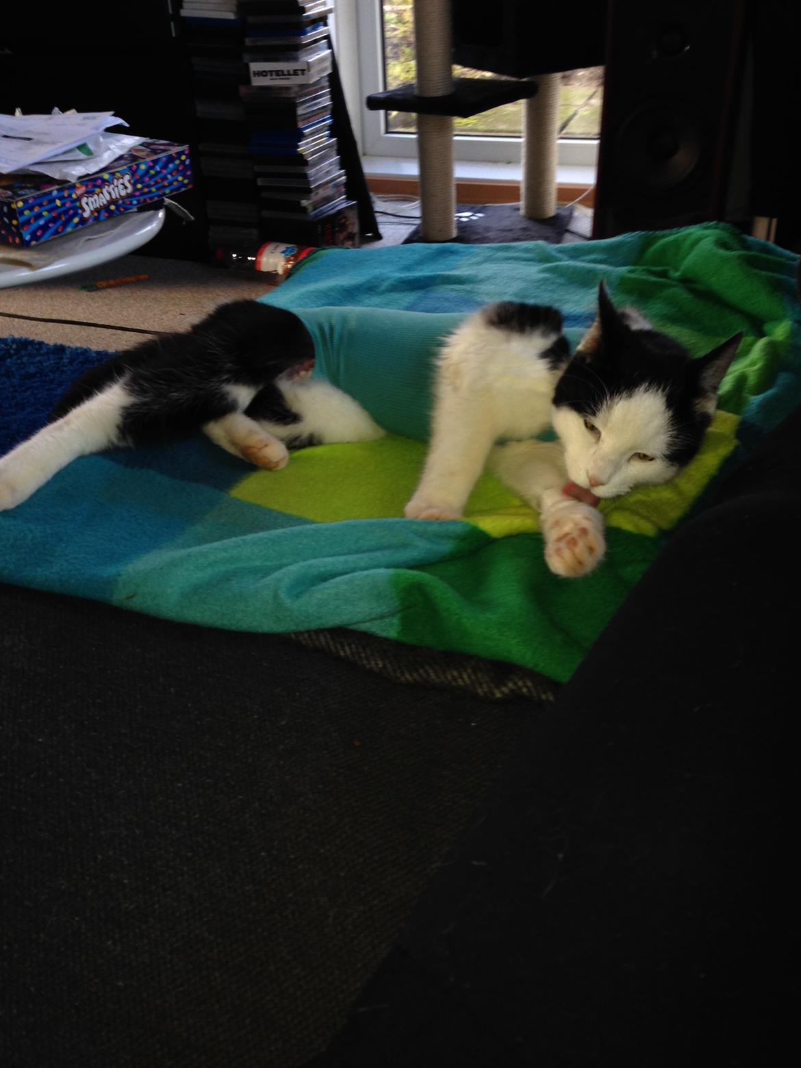 Huskat Husky billede 23