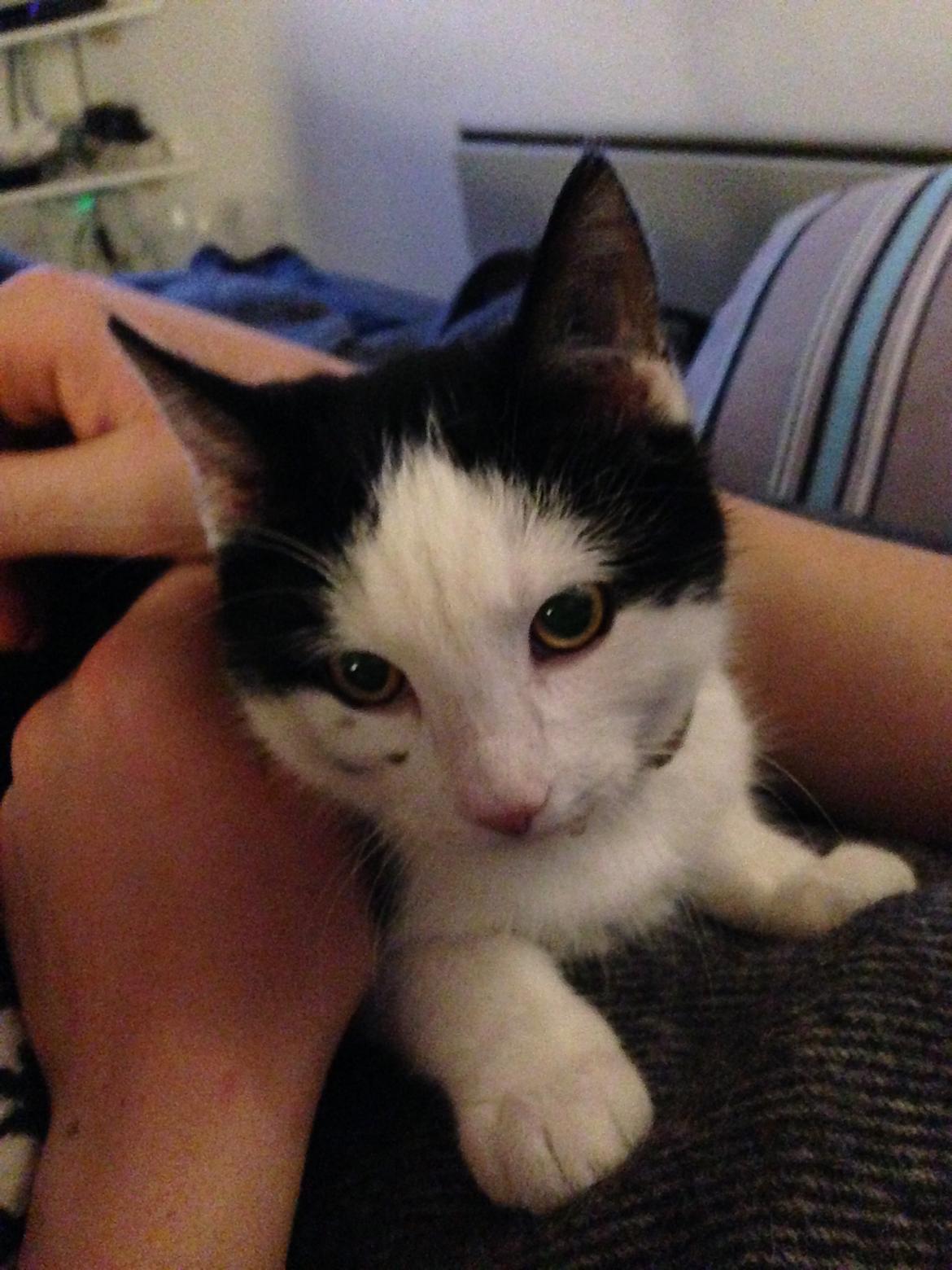 Huskat Husky billede 18