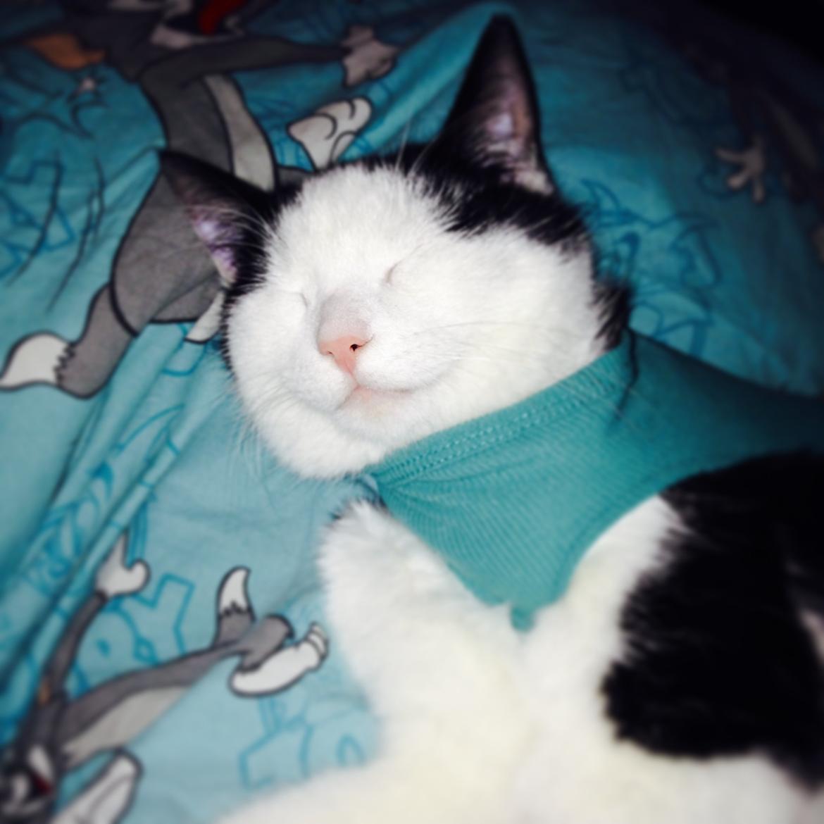 Huskat Husky billede 25