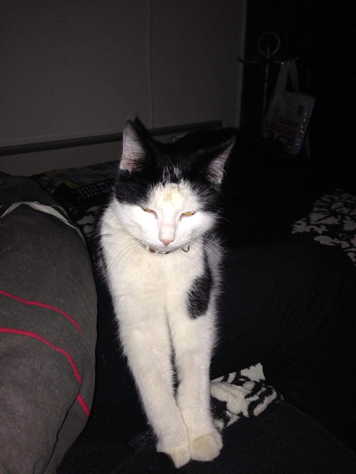 Huskat Husky billede 26