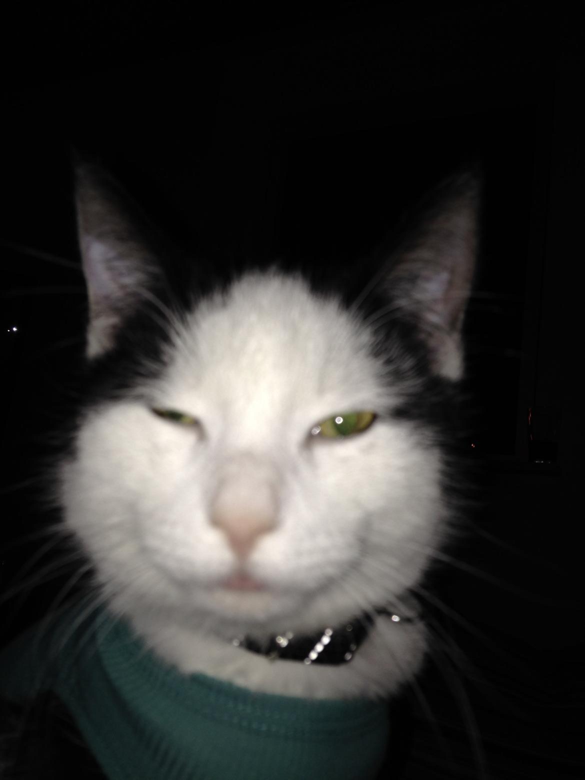 Huskat Husky billede 24