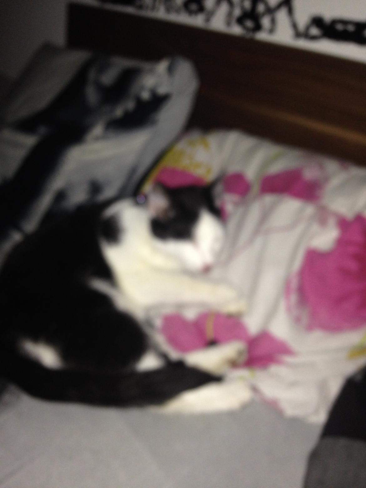 Huskat Husky billede 29