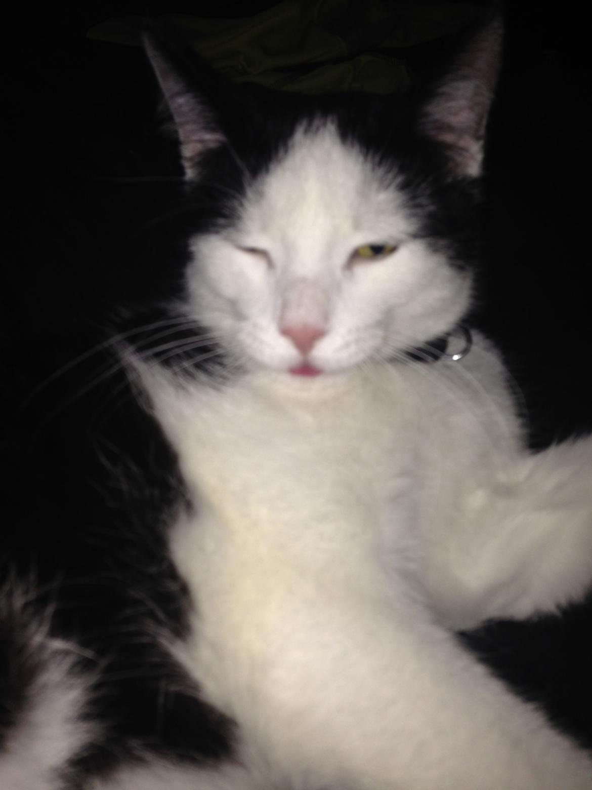 Huskat Husky billede 28