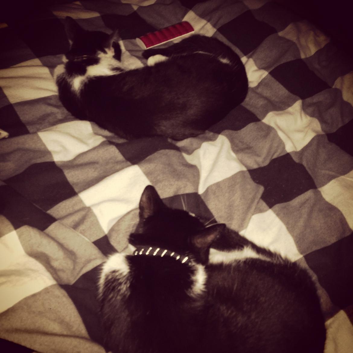 Huskat Husky billede 31