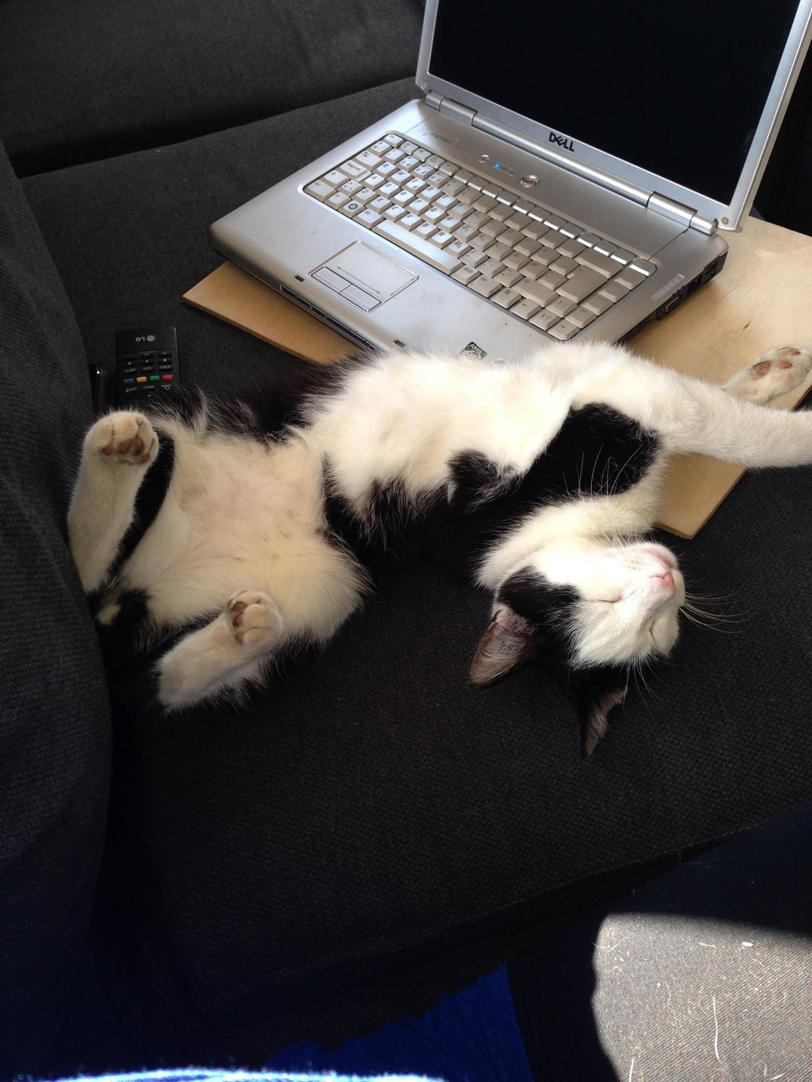 Huskat Husky billede 30