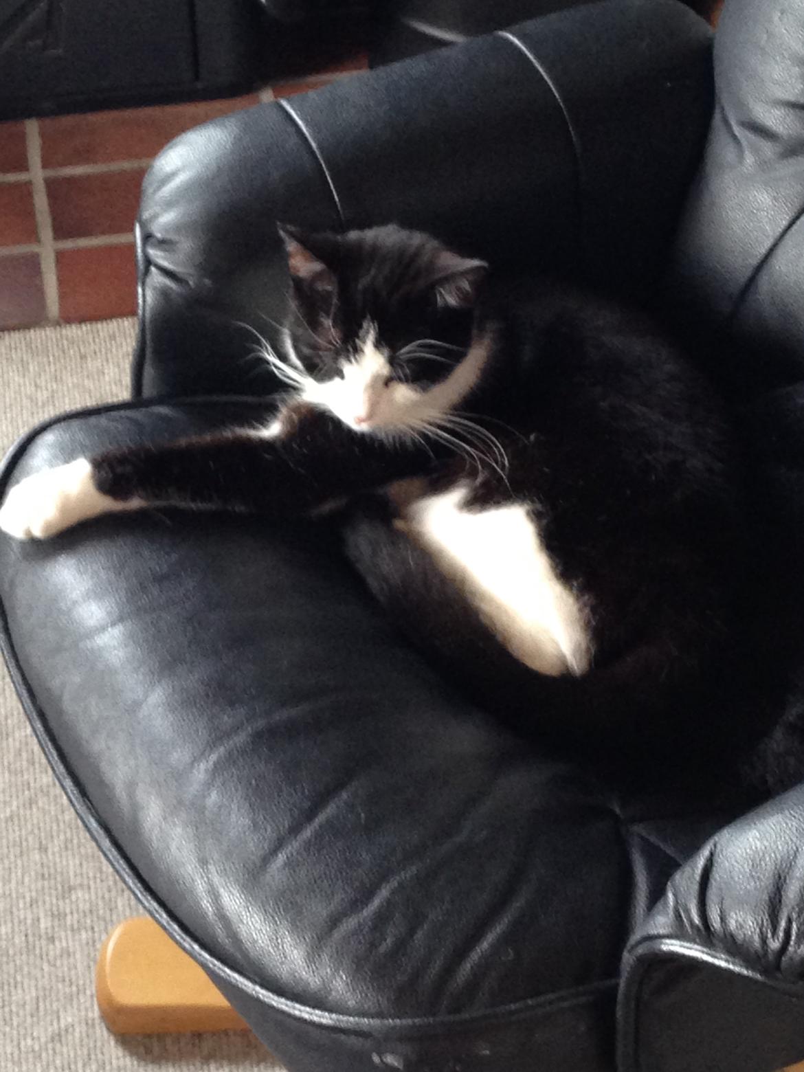 Huskat balou billede 1