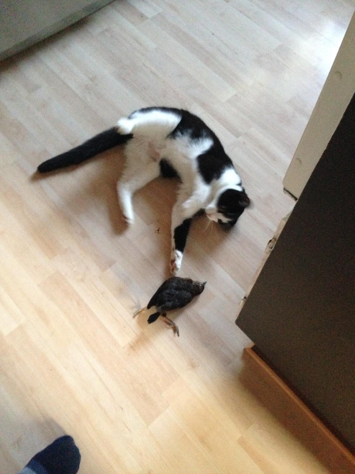 Huskat balou billede 3