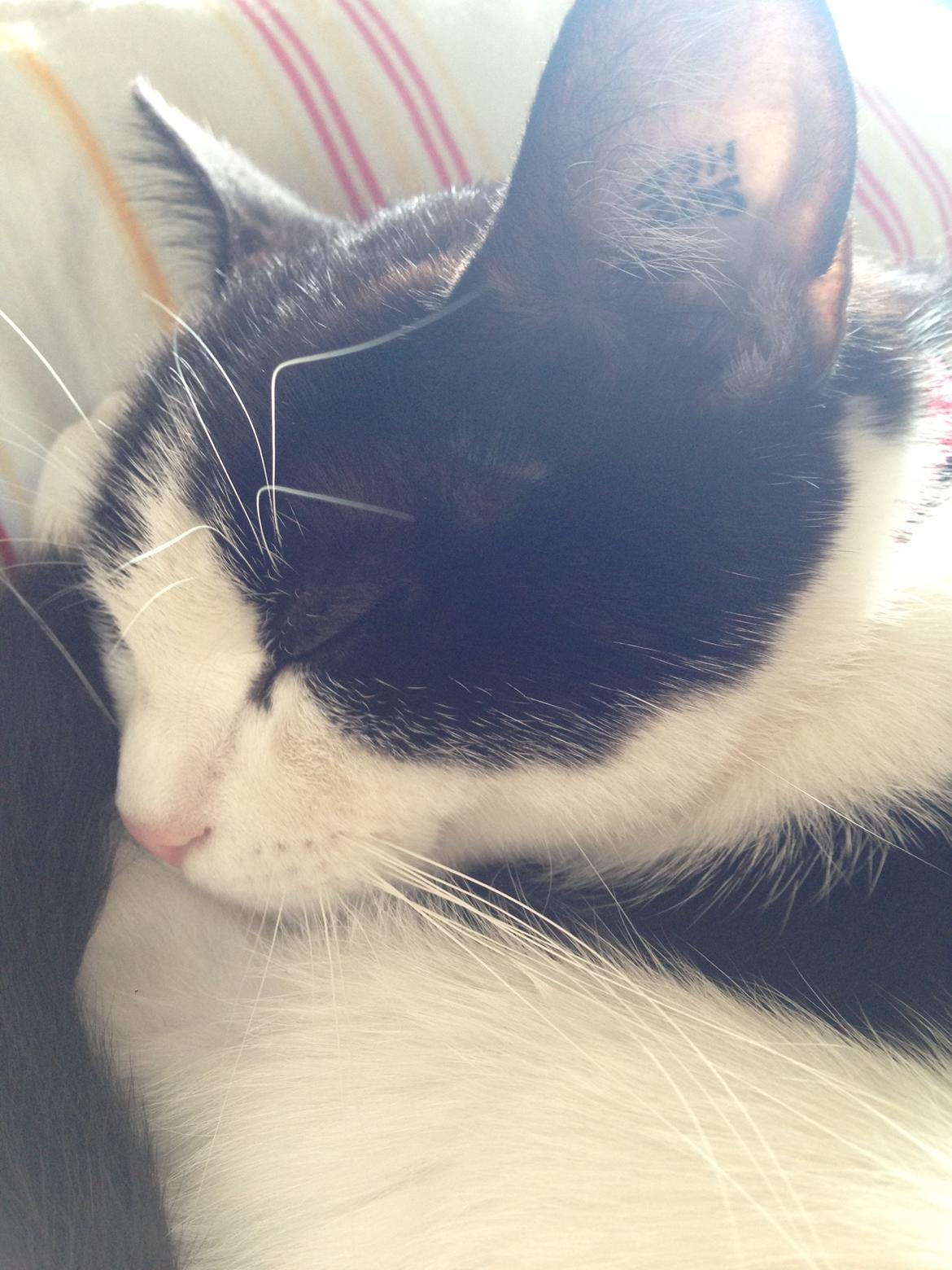 Huskat balou billede 4