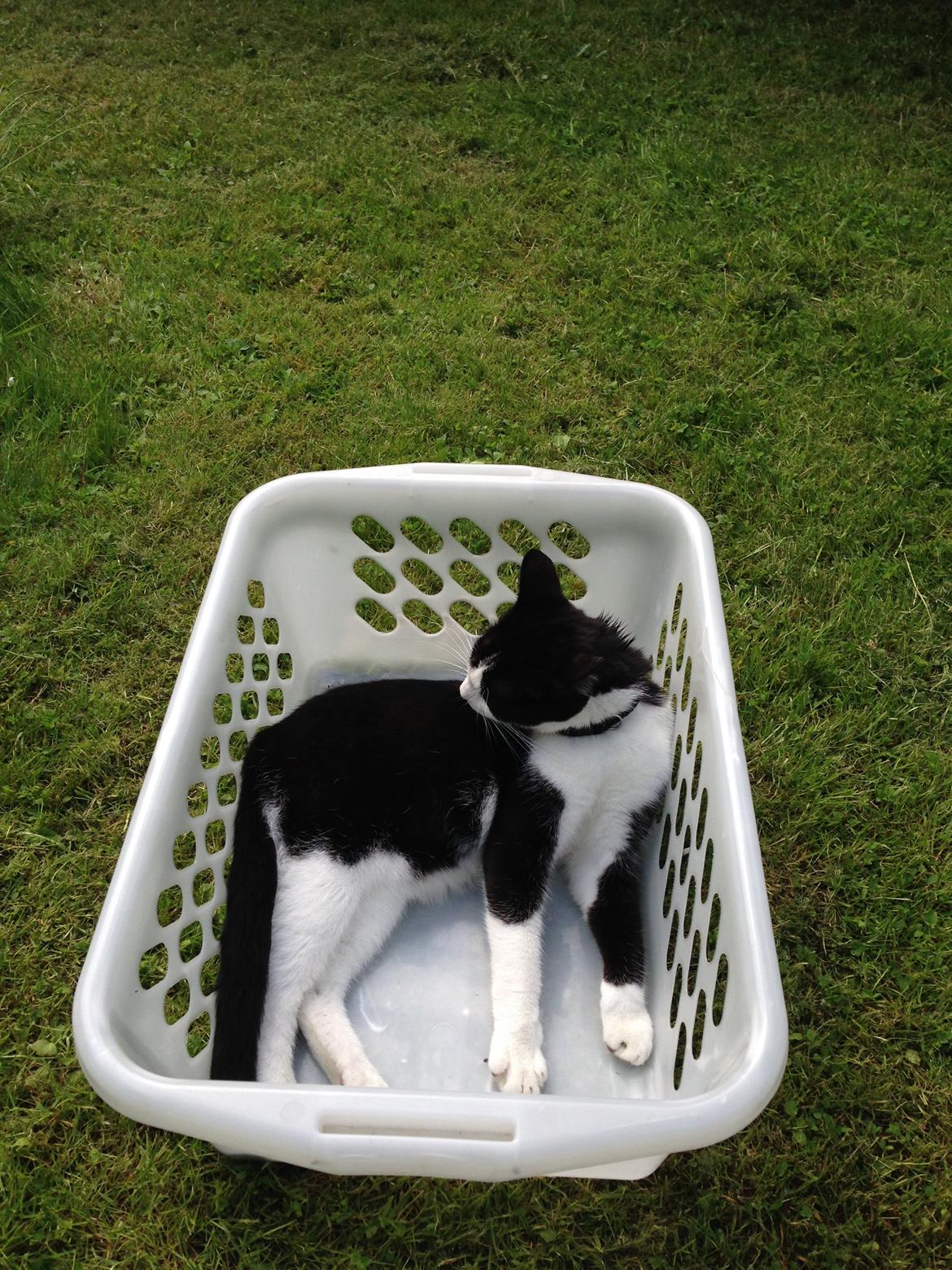 Huskat balou billede 2