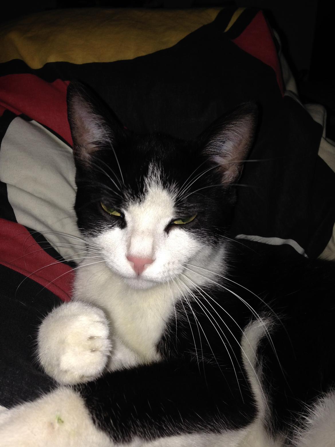 Huskat balou billede 5