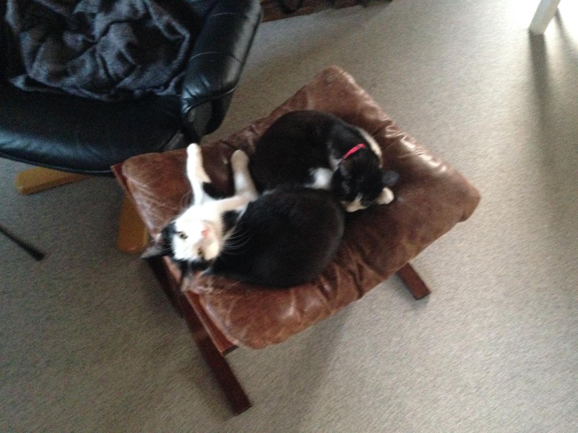 Huskat balou billede 6