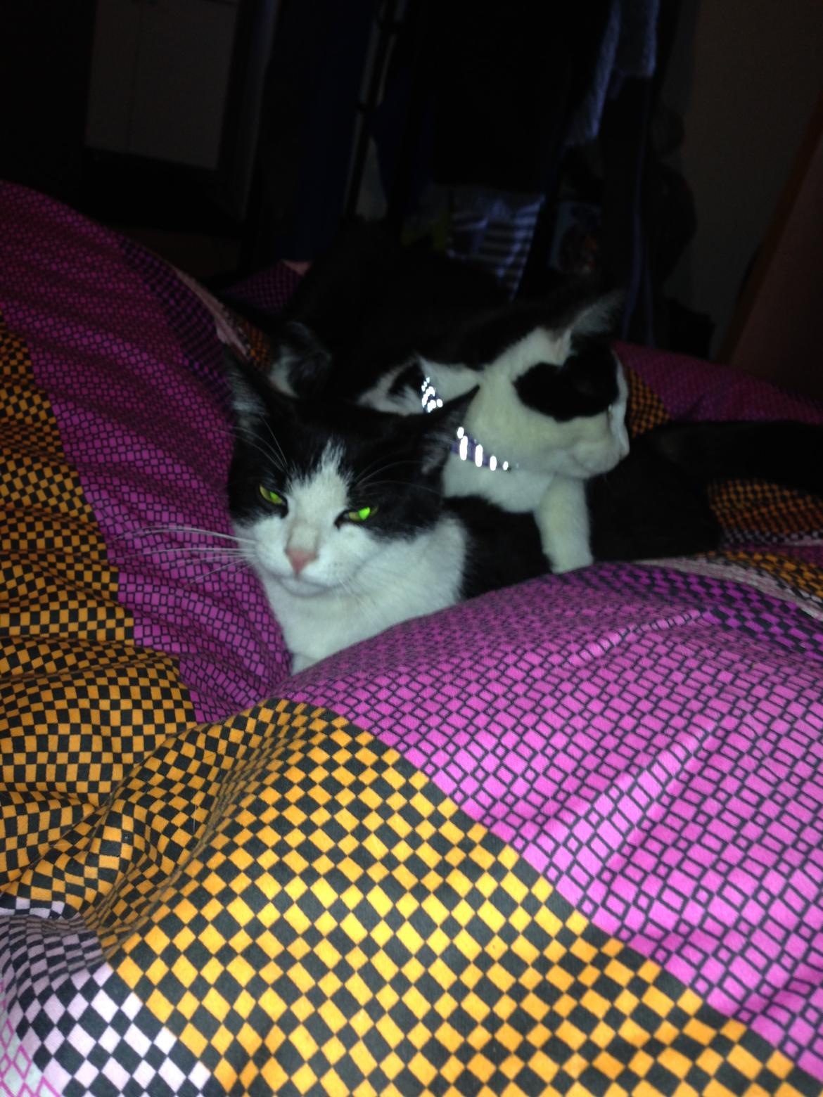 Huskat balou billede 8