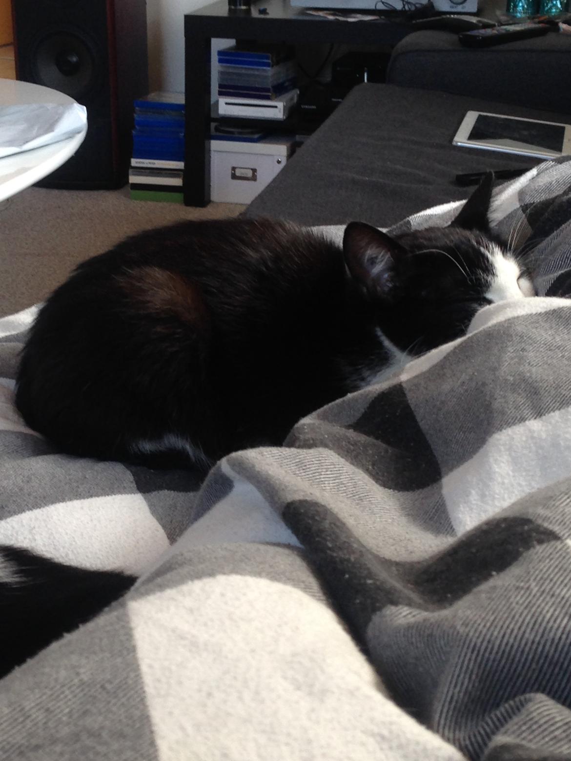 Huskat balou billede 9