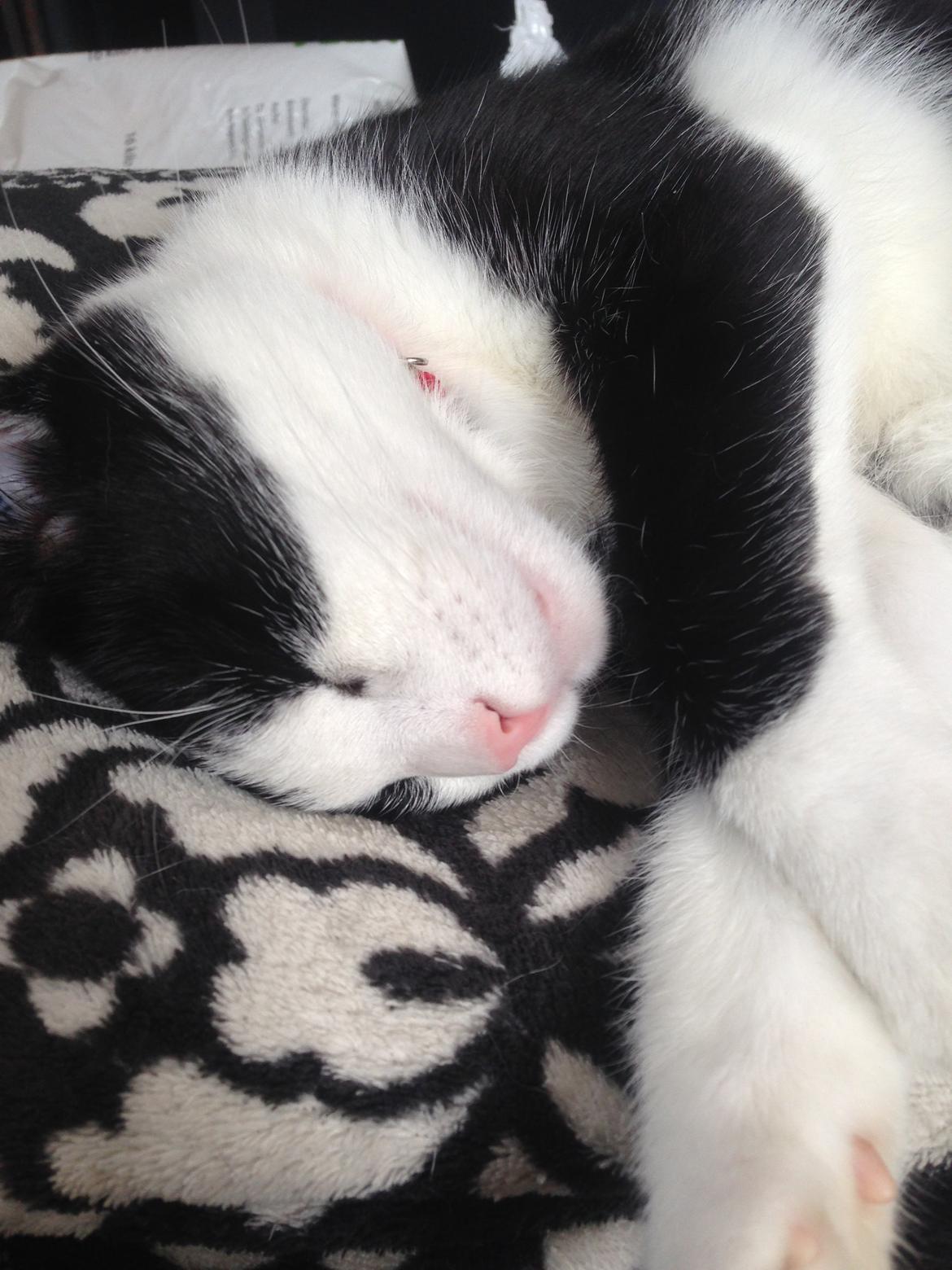 Huskat balou billede 10