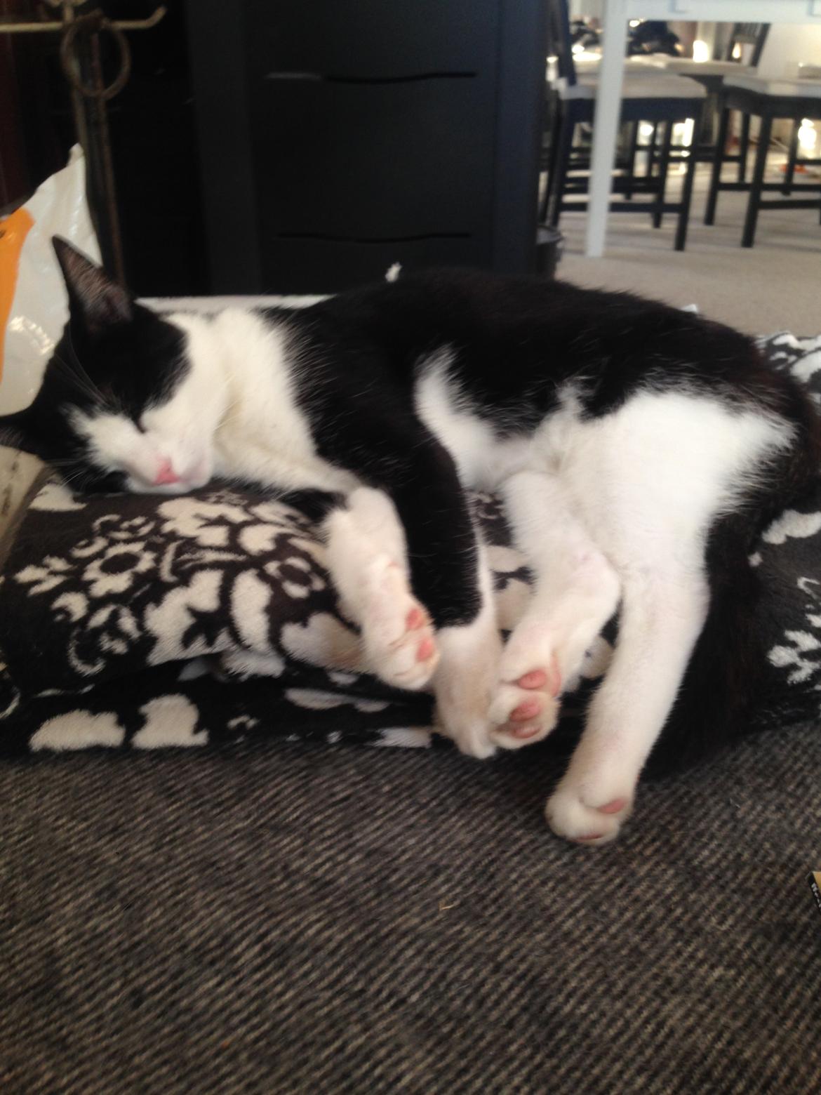 Huskat balou billede 11